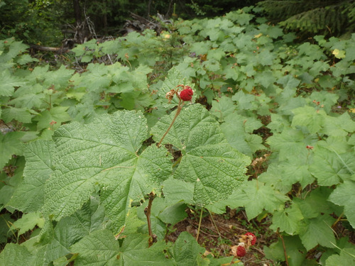 We're in Bear Country and this is what Bears eat.